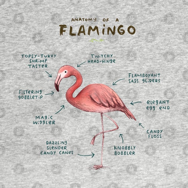 Anatomy of a Flamingo by Sophie Corrigan